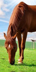 Grass,Field,Stroll,Sky,Summer,Nature,Animals,Food,Horse