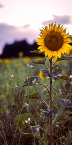 Domaine,Herbe,Tournesol,Champ,Fleurs,Floraison