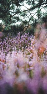 Grass,Field,Wildflowers,Flowers,Lavender