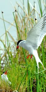 Grass,Flight,Sweep,Animals,Birds,Wave