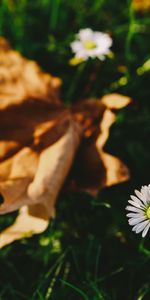 Grass,Flower,Macro,Blur,Smooth,Garden