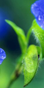 Grass,Flower,Macro,Drops