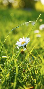 Grass,Flower,Macro,Field,Chamomile,Camomile