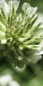 Grass,Flower,Macro,Fuzzy,Blurred