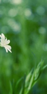 Grass,Flower,Macro,Glare,Glade,Background,Polyana