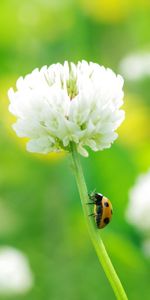 Grass,Flower,Macro,Insect,Ladybug,Ladybird,Clover