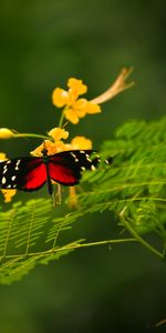 Grass,Flower,Macro,Insect,Plant,Color,Butterfly