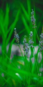 Grass,Flower,Macro,Lavender