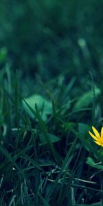 Grass,Flower,Macro,Lawn,Dark