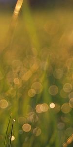 Grass,Flower,Macro,Light,Field,Stem,Stalk,Shine