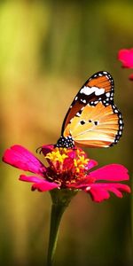 Grass,Flower,Macro,Motley,Multicolored,Butterfly