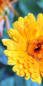 Grass,Flower,Macro,Petals,Humid,Wet