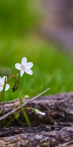 Grass,Flower,Macro,Petals,Spring