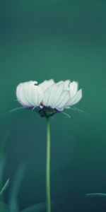 Grass,Flower,Macro,Stem,Stalk,Background