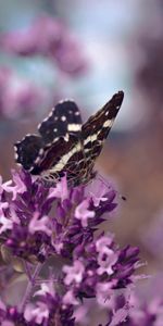 Hierba,Flor,Macro,Mariposa,Alas