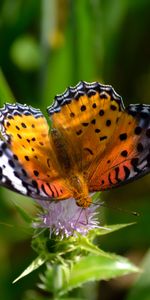 Grass,Flower,Macro,Wings,Patterns,Butterfly