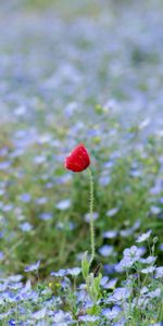 Naturaleza,Hierba,Flor,Campo