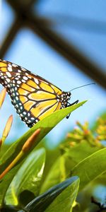 Grass,Flower,Plant,Macro,Butterfly