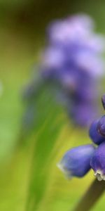 Herbe,Plante,Planter,Macro,Forme,Fleur,La Forme