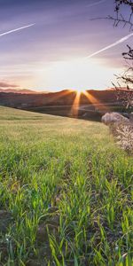 Grass,Flowering,Field,Nature,Flowers,Bloom