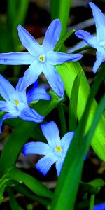 Grass,Flowers,Flora