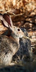 Grass,Fluffy,Animal,Rabbit,Animals