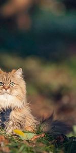 Grass,Fluffy,Animals,Autumn,Cat