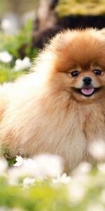 Grass,Fluffy,Dog,Muzzle,Blur,Smooth,Animals