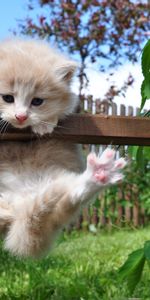 Grass,Fluffy,Kitty,Hang,Support,Animals,Kitten