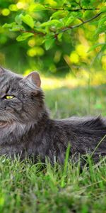 Grass,Fluffy,Rest,Sunlight,Animals,Relaxation,Cat