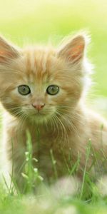 Grass,Fluffy,Stroll,Curiosity,Animals,Kitten,Kitty