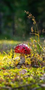 Otoño,Champiñón,Amanita Muscaria,Matamoscas,Naturaleza,Hierba,Bosque,Seta