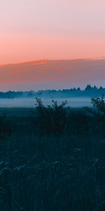 Grass,Fog,Nature,Forest,Field,Dawn,Landscape