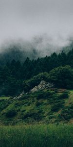 Niebla,Naturaleza,Hierba,Bosque,Árboles