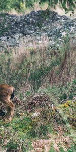 Herbe,Forêt,Animaux,Cerf