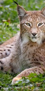 Grass,Forest,Beautiful,Iris,Big Cat,Animals