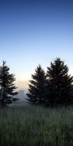 Herbe,Forêt,Brouillard,Nature,Arbres