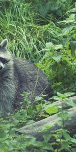 Grass,Forest,Raccoon,Animals