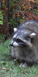 Grass,Forest,Stroll,Raccoon,Animals