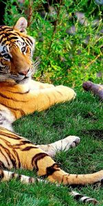 Grass,Forest,To Lie Down,Lie,Tiger,Animals,Big Cat