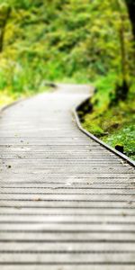 Grass,Forest,Vegetation,Stripes,Track,Strips,Nature