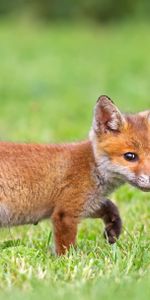 Un Renard,Renard,Animaux,Herbe