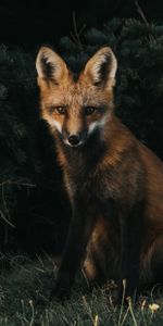 Un Renard,Forêt,Renard,Animaux,Herbe