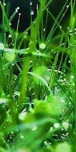 Drops,Fraîcheur,Herbe,Rosée,Nature