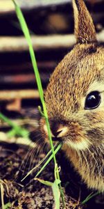 Animaux,Herbe,La Frayeur,Lièvre,Peur,Lapin