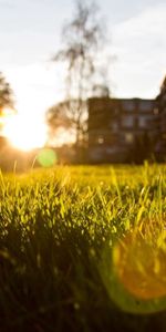 Grass,From Below,Nature,Sun,Glare