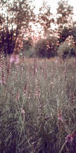 Grass,Glade,Boquet,Field,Polyana,Bokeh,Flowers,Glare