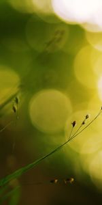 Grass,Glare,Circles,Greased,Background,Macro,Blurred