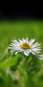 Grass,Glare,Field,Chamomile,Macro,Camomile