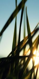 Grass,Greens,Field,Morning,Nature,Sun,Dawn